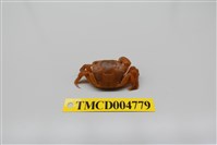 藏品(絨毛近方蟹)的圖片